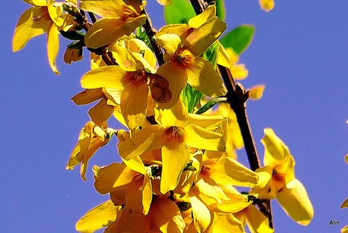 Le forsythia : des feurs jaunes !