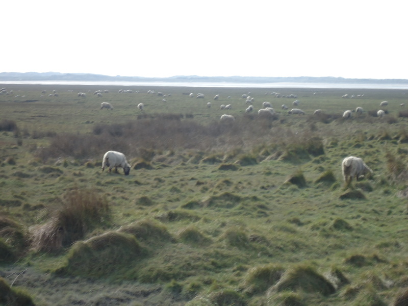 Les moutons de Pré-salé !!!