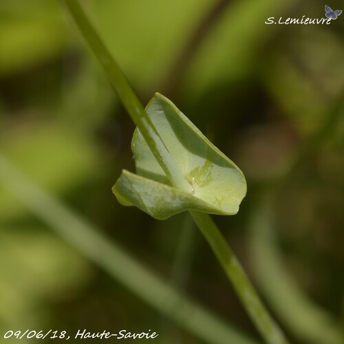 Blackstonia perfoliata 