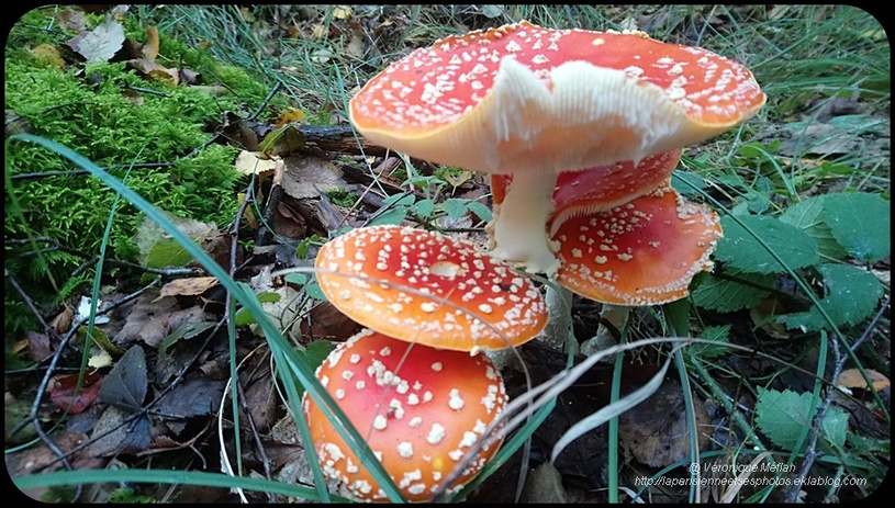 Rambouillet : Champignons du Parc du château