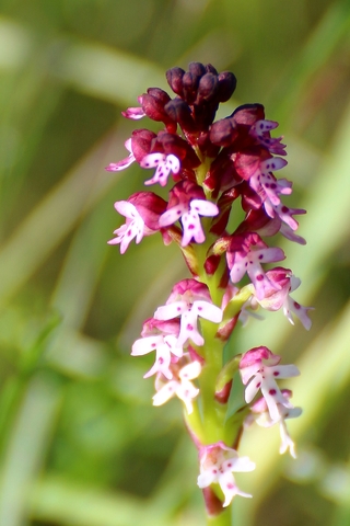 Neotinea ustulata - Orchis brûlé  