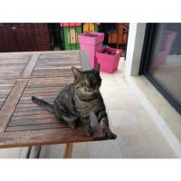 Chats trouvés dans l'Hérault
