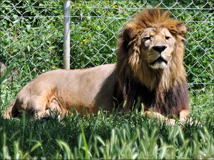 Photo de lion de l'Atlas (zoo des Sables d'Olonne)