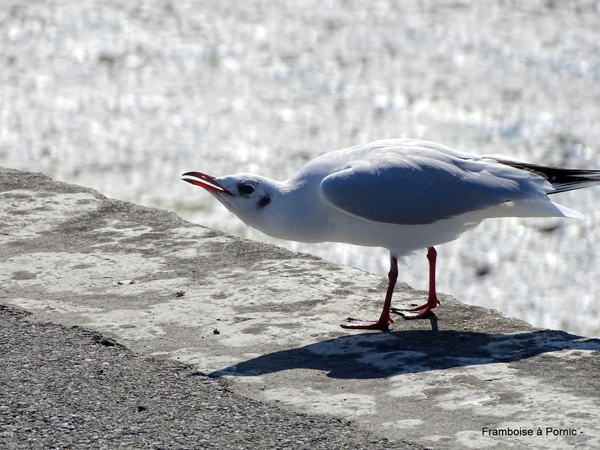 Oiseaux du Marais Mullembourg à Noirmoutier 2019