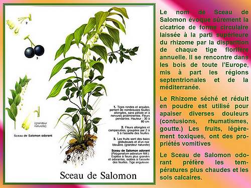 Vertus médicinales des plantes sauvages : Sceau de Salomon -  chezmamielucette