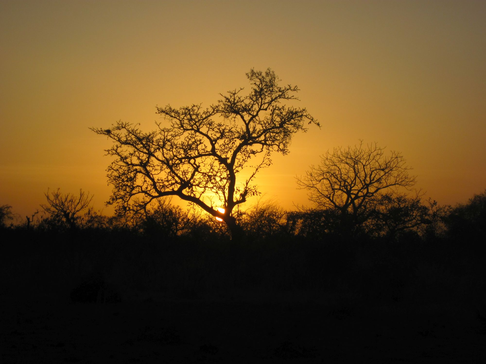 Burlina Léver du soleil dans la brousse