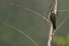 Faucon d'Éléonore (Falco eleonorae)