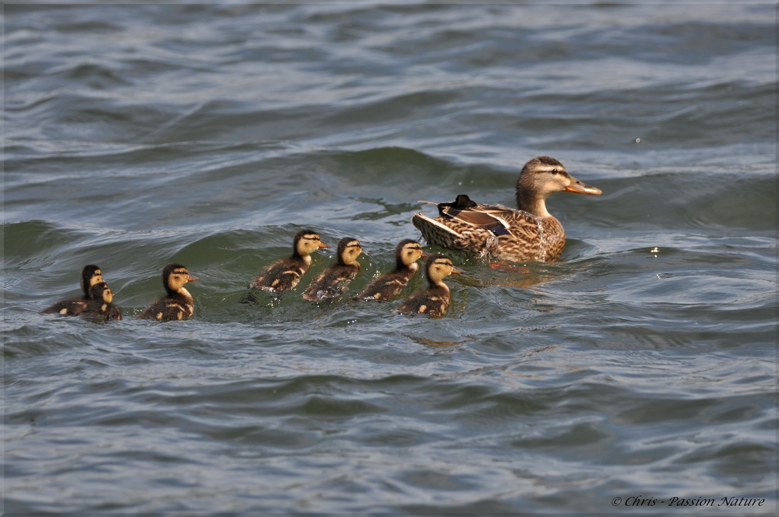 Me Colvert et ses poussins