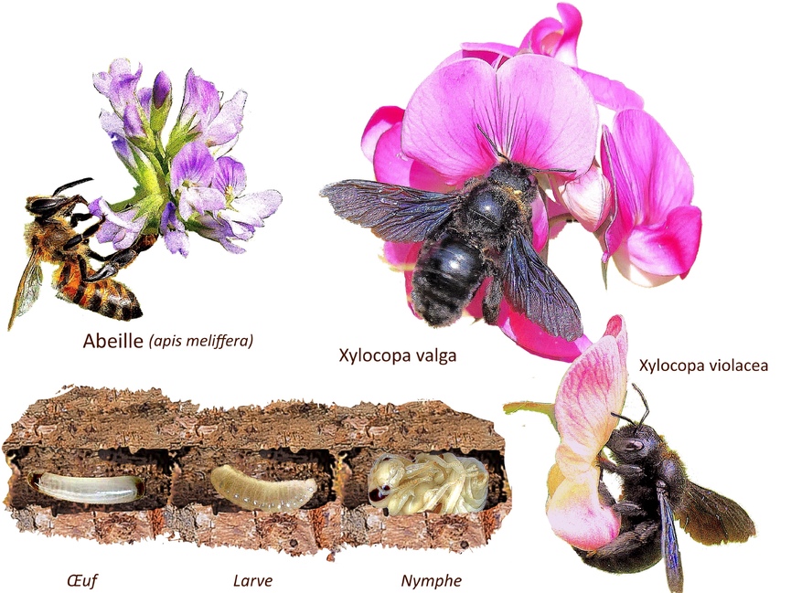 Les xylocopes, des abeilles charpentières