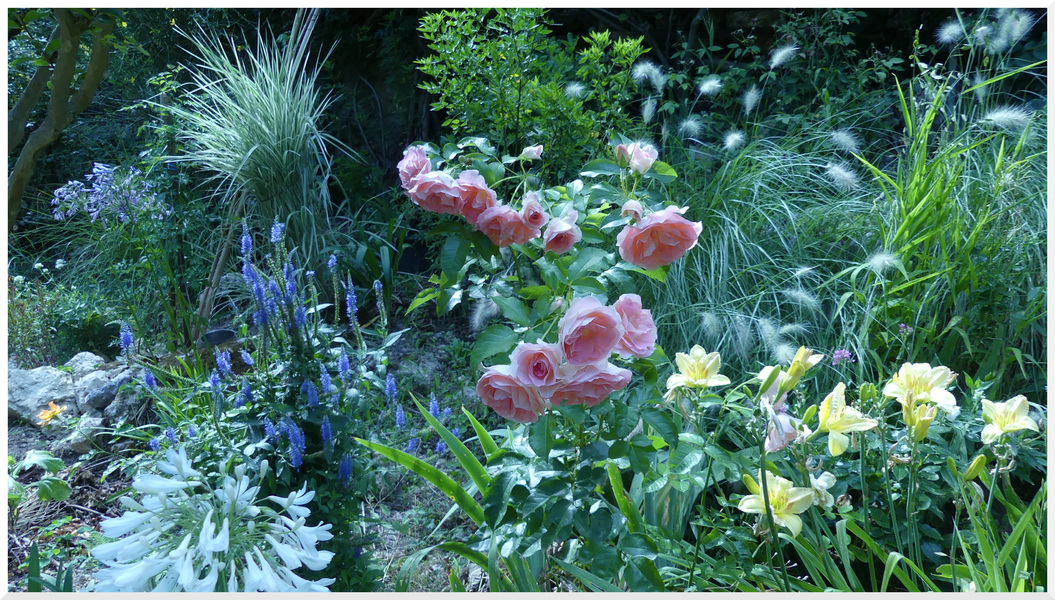 quelques scènes du jardin