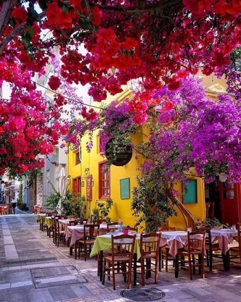 Les bougainvilliers ...