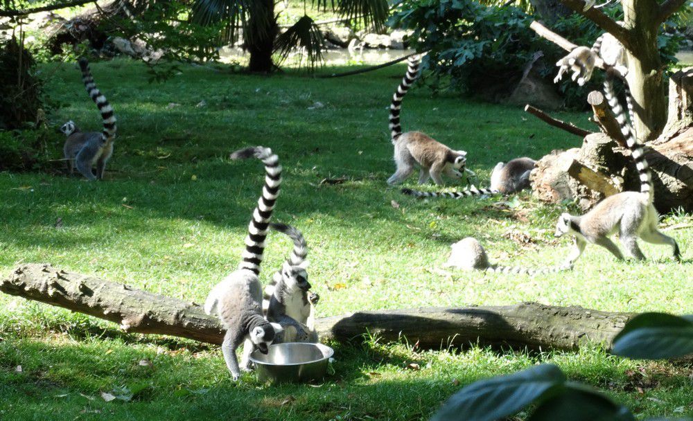 Séance photo chez les maki catta ?