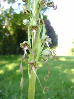 Les Orchidées Sauvages