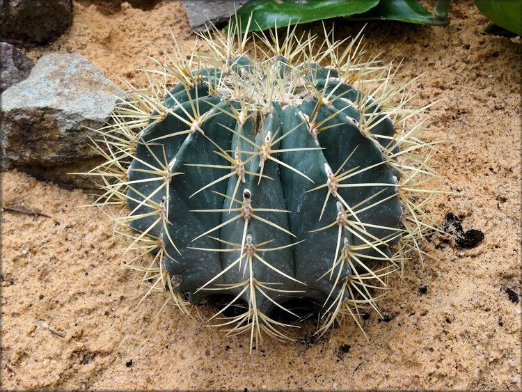 Photo de cactus (Parc floral de la Court d'Aron)