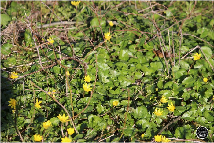 Fleurs à identifier