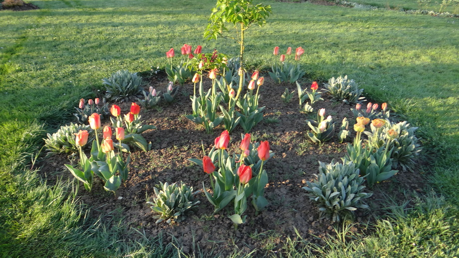 Les Tulipes les Reines d'Avril