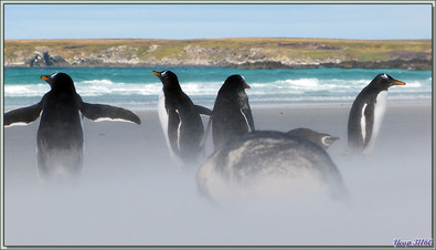 Manchots papous (Pygoscelis papua) dans la tourmente de sable - Volunteer Point - Falkland Islands, Iles Malouines, Islas Malvinas