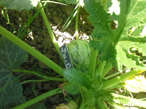 Courgettes de Nice