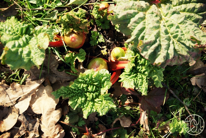 Notre jardin - Mars 2017