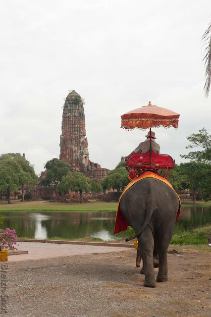 elephants - ayutthaya