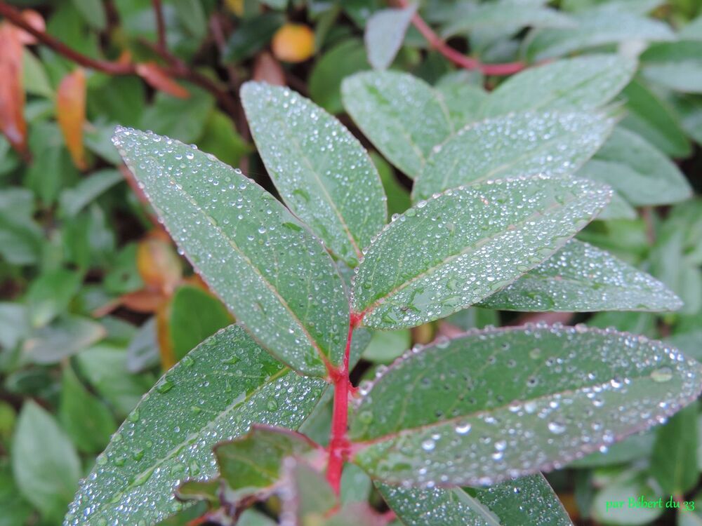 avec la pluie il y a des ...