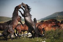 Il est un Vaste Océan... L'écologie Intérieure...