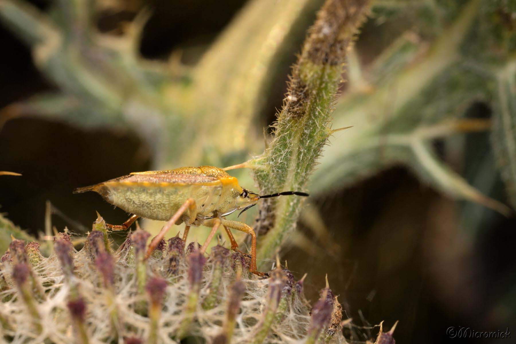 Punaise à pattes rouges (Carpocoris purpureipennis)