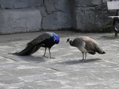 Pairi Daiza juin 2016 2/2