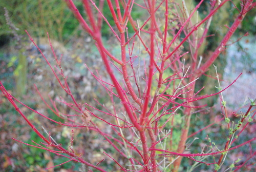 Je vois rouge dans mon jardin !