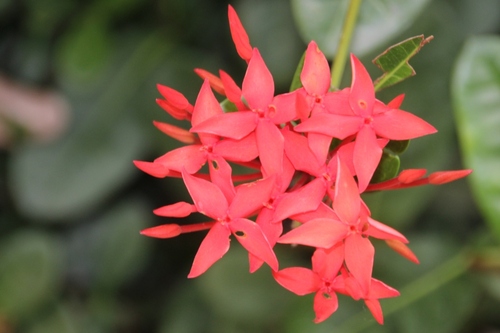 encore des fleurs au Costa Rica