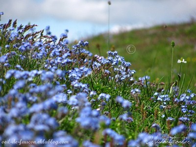 fleurs bleues