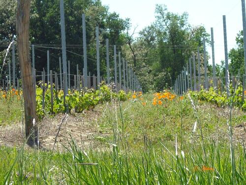 les vignes