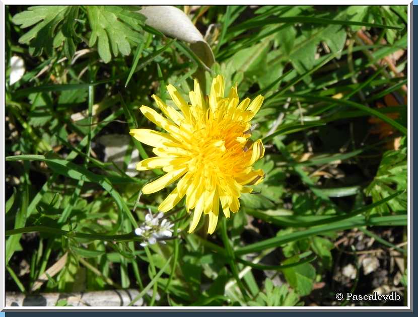 Je bourgeonne, tu éclos, elle fleurit, on revit ... c'est le PRINTEMPS ! 4/4