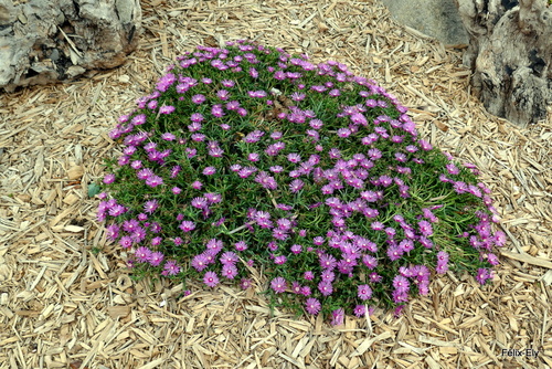 De belles petites fleurs