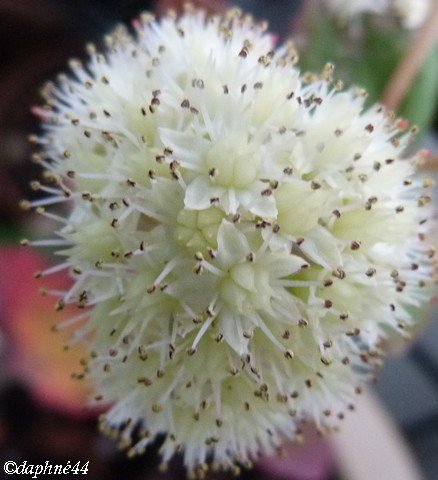 fleur-d-1-sedum-sept-2011.jpg