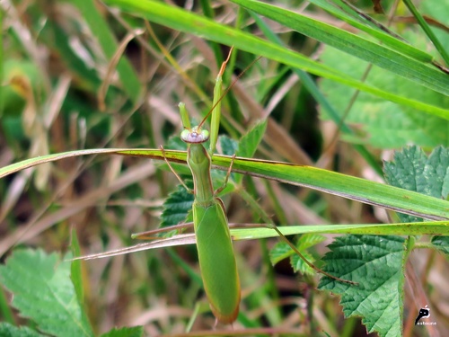 ante religieuse (Mantis religiosa)