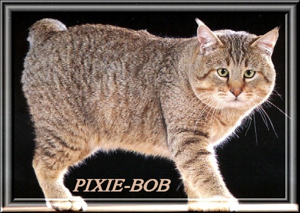 pixie bob (1)