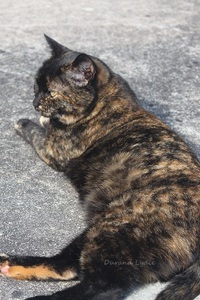 Mon chat Boubou se repose sur la terrasse