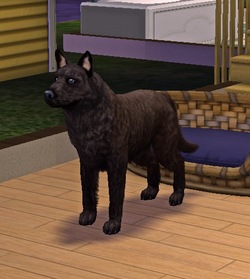 Sims 2 family Larans Dogs "Diversification phase 2"