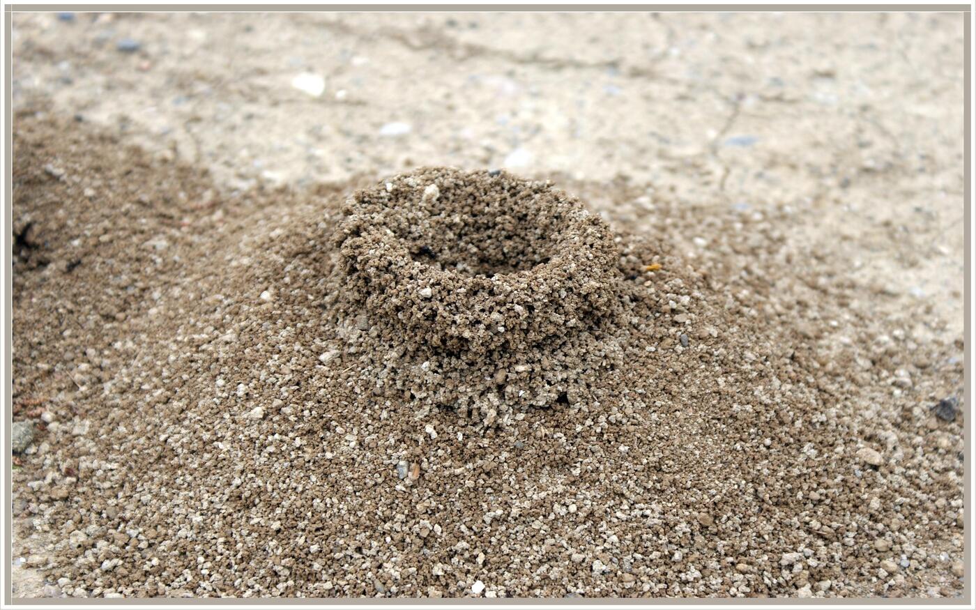 Construction de fourmis