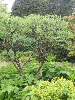 Le Jardin l'atelier 