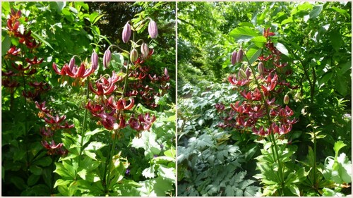 Visite aux jardins Aemona