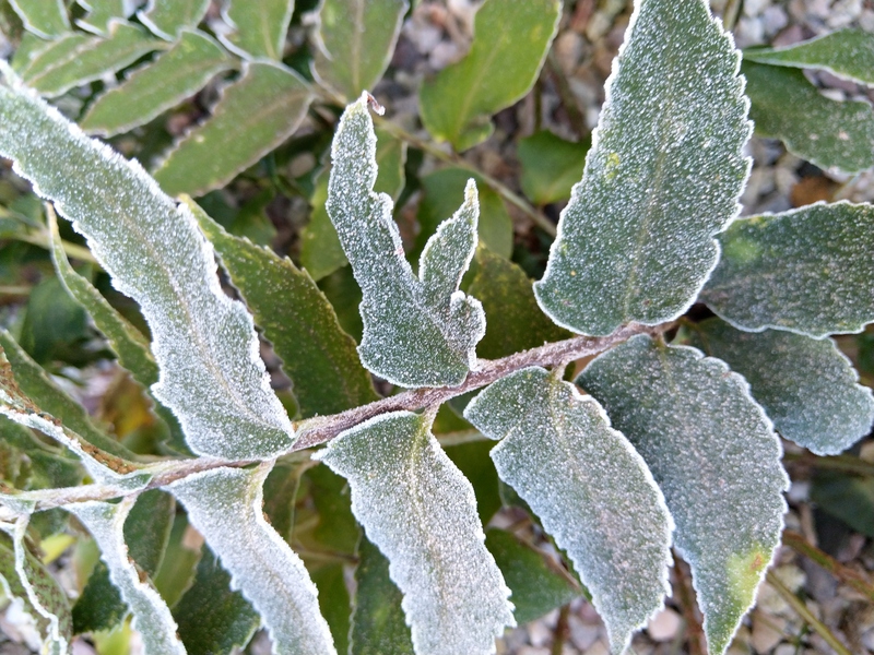 Mon jardin sous le givre