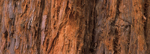 Séquoia géant Détail de l'écorce