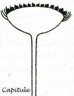Inflorescences