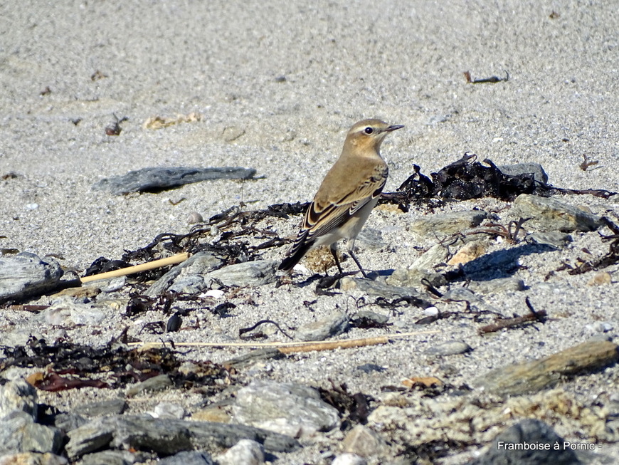 Oiseaux de la Tara - La Plaine sur mer - 44 -