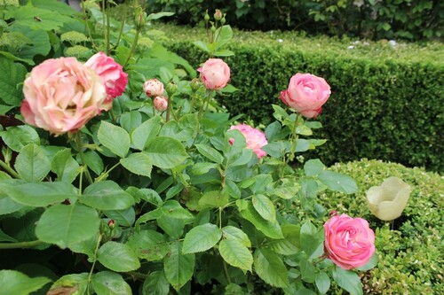 Portes ouvertes du 10,11 et 12 juin 2016: 'Au fil des Roses'- La Rose du Petit Prince   2ème partie
