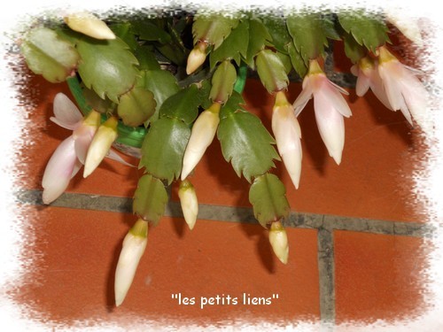 cactus-noel-boutons.jpg