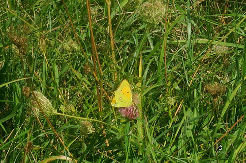 Soufré (Colias hyale)