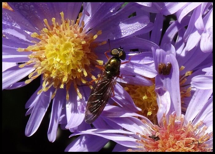 Sargus bipunctatus 